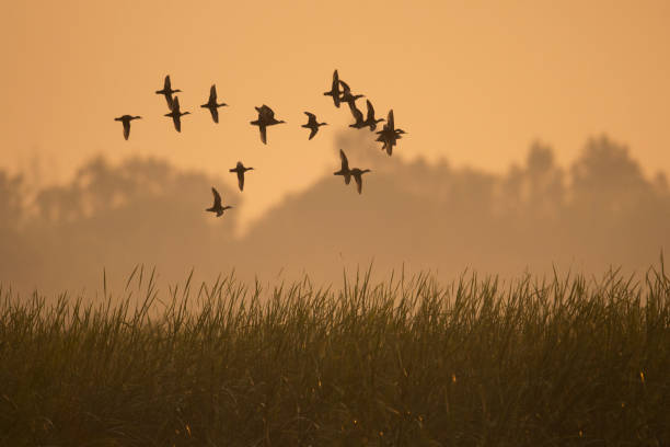Flock of Ducks flying in misty morning stock photo