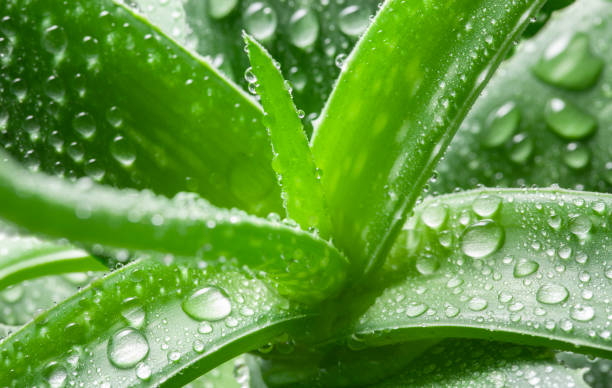 Aloe vera plant with dew drops