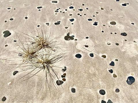 Horizontal flat lay of tumbleweed sea grass washed up from sand dunes amongst pebble stones on shoreline beach sand Australia