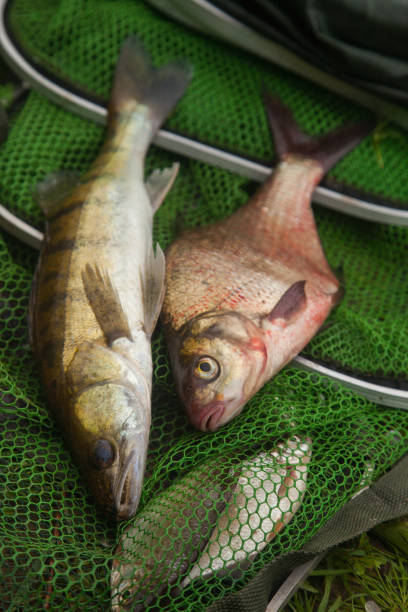 istock Freshwater zander and common bream fish on keepnet with fishery catch in it. 1438851309