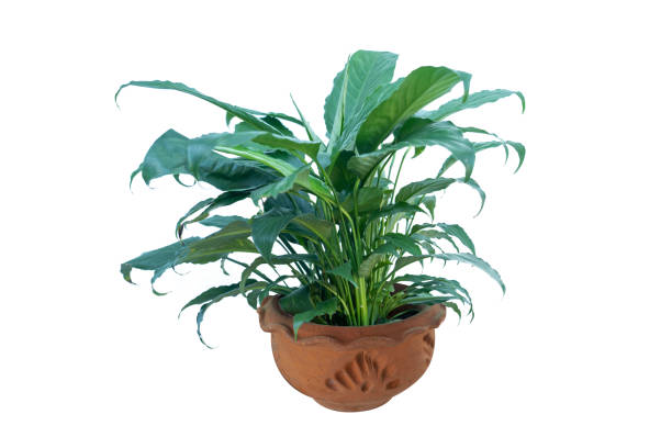 istock Flower pot and Green tree decoration isolated on white background. 1438853274