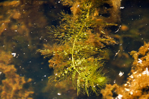 The aquatic bladderwort Utricularia australis occurs in a pond near Launceston, Tasmania