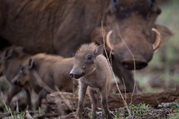 selektive fokusaufnahme eines warzenbabys - warzenschwein stock-fotos und bilder