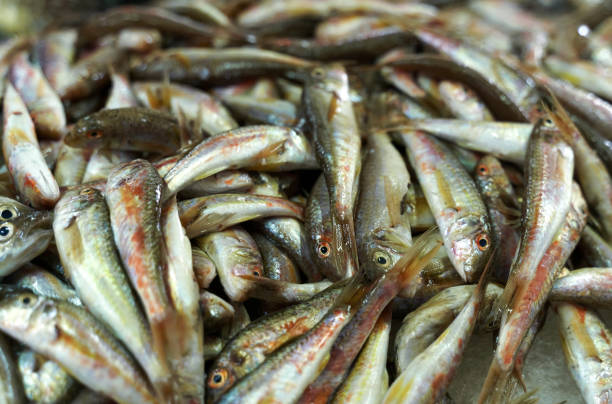 istock Fresh fish for sale at the fish market. 1438854949
