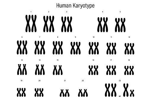 Human karyotype. Autosome and Sex chromosome. Male and Female. Biological study vector.