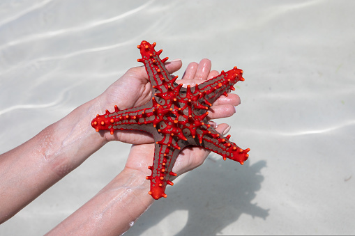 Beautiful red starfish in the hands of a beautiful girl. Sea stars. Beautiful blue ocean. Zanzibar island. High quality photo