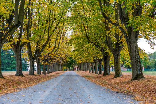Tree-lined road in autumn in Italy