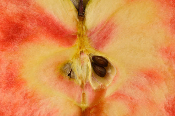 Close up of apple type with red, white, yellow and pink pulp inside