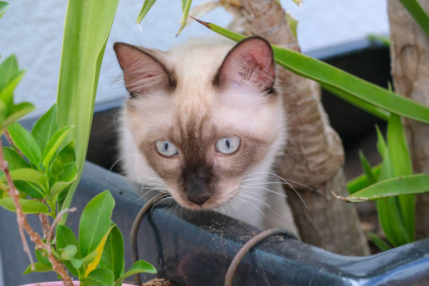 istock Cute fluffy Siamese kitten with blue eyes sits into the flowers pot. 1438859975