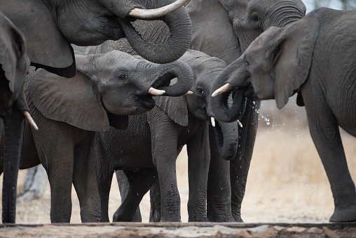 A beautiful herd of elephants drinking water