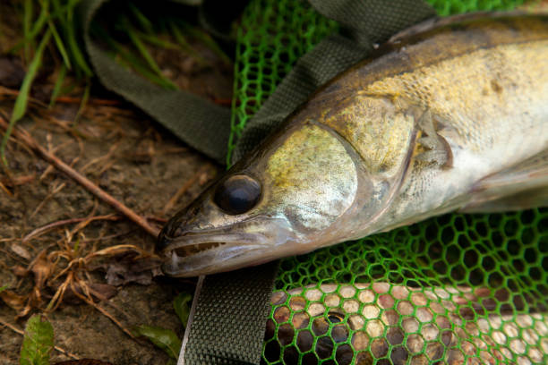 istock Freshwater zander on keepnet with fishery catch in it. 1438860516