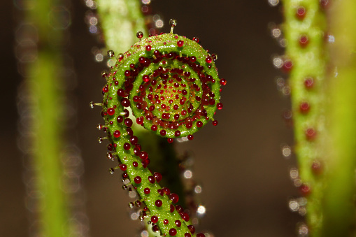 The young leaves of the insectivorous plant Drosophyllum lusitanicum are curling outwards when they emerge.