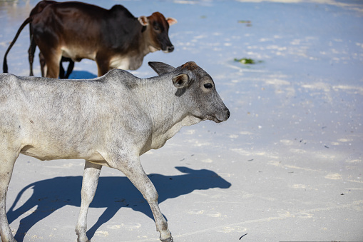 young cow walking on a beautiful beach along the ocean on the tropical island Zanzibar. Blue water. Lovely landscape. magnificent animal.