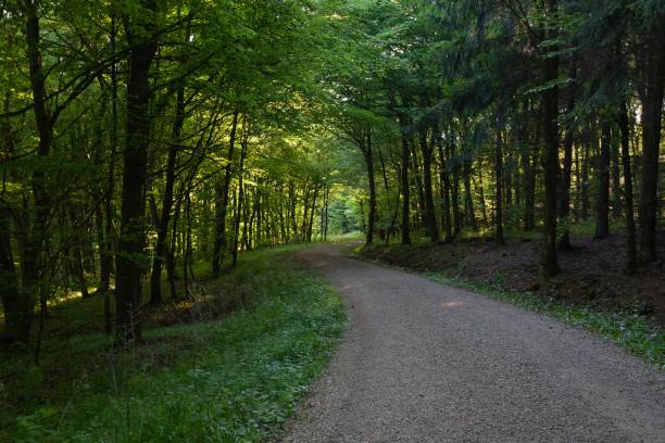 istock Pathway in the middle of a forest with green trees in Eifel, Germany 1438861160