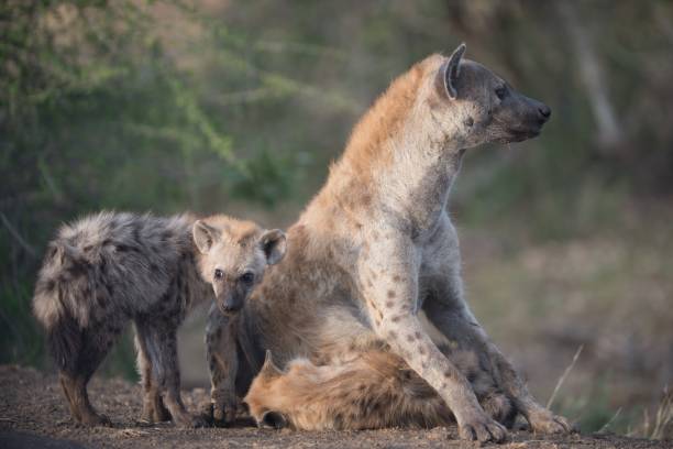 istock Mother hyena sitting on the ground with her babies 1438861976