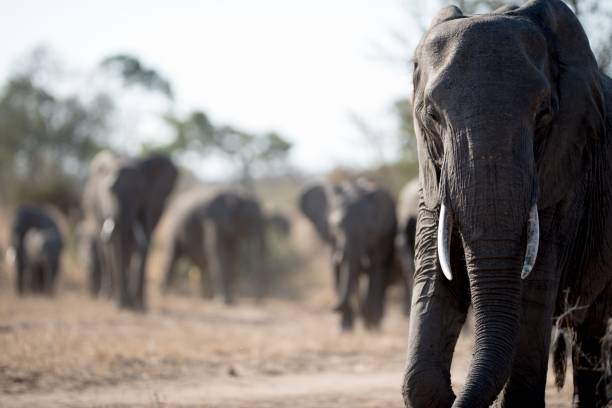 istock Selective focus shot of an african elephant walking with the herd 1438862172