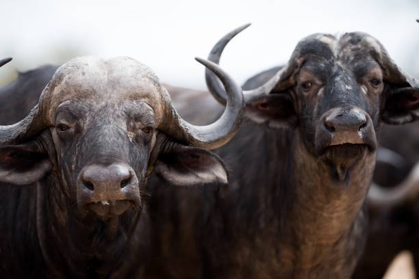 istock Closeup shot of a two african buffaloes 1438862191