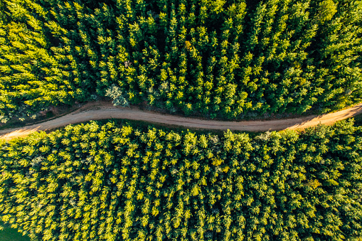 Aerial perspective of dirt road through forest of pine trees in golden light.