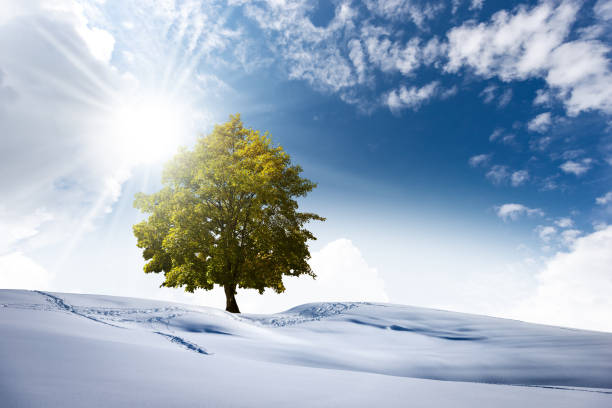 paisaje invernal con un árbol verde - concepto de cambio climático - autumn blue botany clear sky fotografías e imágenes de stock
