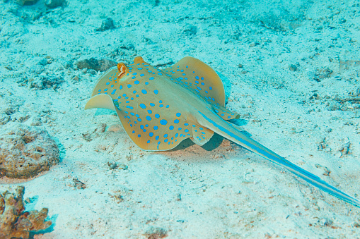 Bluespotted stingray fish Underwater Sea life  Coral reef  Underwater photo Scuba Diver Point of View