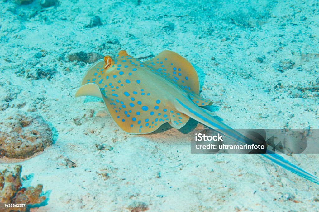 Bluespotted stingray fish Underwater Sea life  Coral reef  Underwater photo Scuba Diver Point of View Red Sea Stock Photo