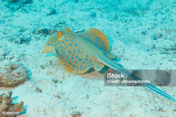 Bluespotted Stingray Fish Underwater Sea Life Coral Reef Underwater Photo Scuba Diver Point Of View Stock Photo - Download Image Now