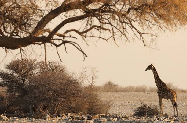 bellissimo scatto drammatico di un paesaggio safari con una giraffa in piedi sotto un albero secco - giraffe south africa zoo animal foto e immagini stock