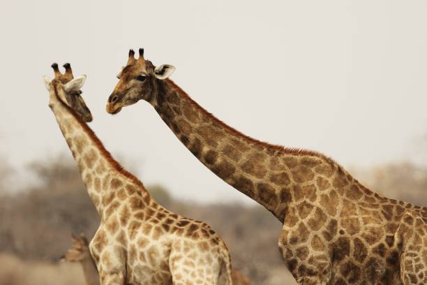istock Mid shot of two giraffes interacting with each other 1438862397