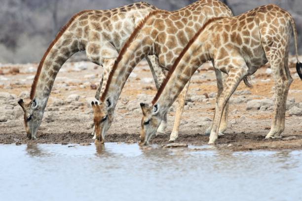 zbliżenie trzech żyraf pijących razem w wodopoju - south african giraffe zdjęcia i obrazy z banku zdjęć