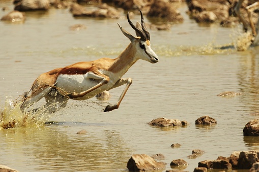 Closeup shot of a gazelle galloping away over a shallow river