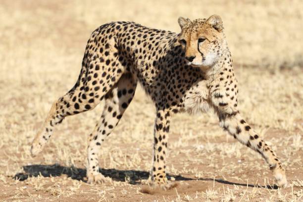 istock Closeup shot of a cheetah springing into action 1438862528
