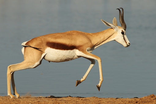Closeup shot of a running gazelle with a wide river in the background