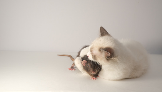 Cute  white fluffy cat and black cat. Ragdoll kitten.