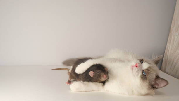 istock Cute  white fluffy cat and black cat. Ragdoll kitten. 1438862595