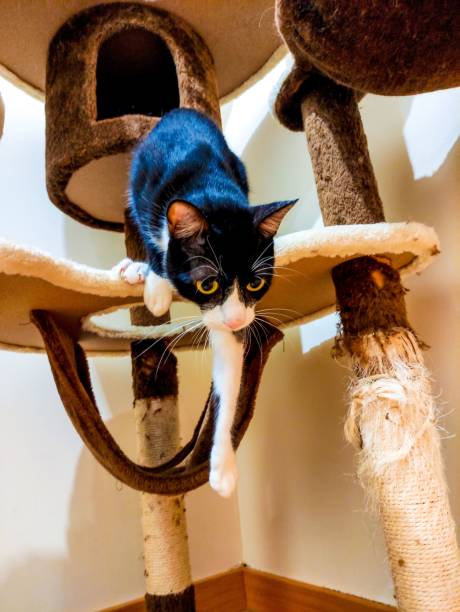 istock Cat playing in a cat park. Black and white cat in a cat tree house. 1438862893