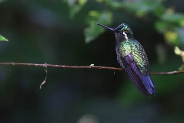 A selective focus shot of a green-violet hummingbird perched on a thin branch