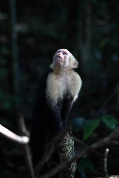 вертикальны�й крупный план обезьяны-капуцина, сидящей на ветке, глядя вверх - brown capuchin monkey стоковые фото и изображения