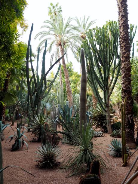 istock Vertical shot of a cactus garden with sunlight beaming through green trees 1438863138