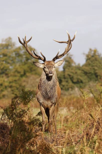 istock Vertical closeup of Barbary stags (Cervus elaphus barbarus) standing in a park 1438863225