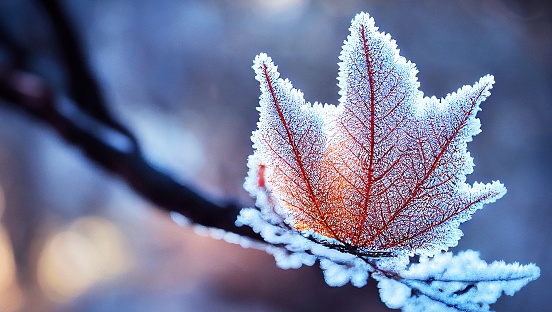 Frost-covered berries in the cold of winter. Shallow depth-of-field.