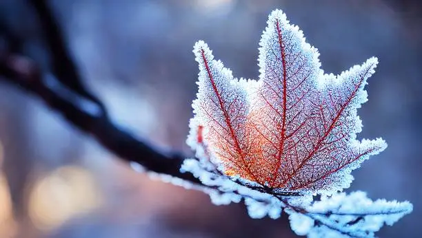 A selective of maple leaves in hoar frost