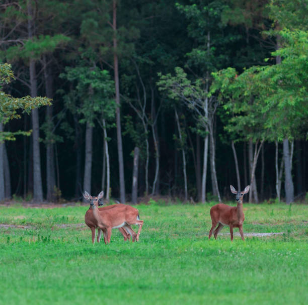 istock Trio of whitetail does 1438863529