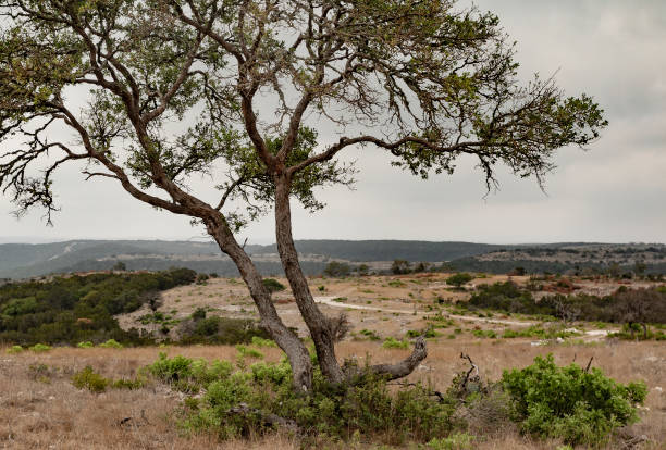 Hill country in Texas with a large mesquite in the foreground