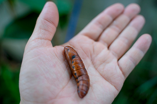 Pupae of giant night butterfly in hand. Human and nature.