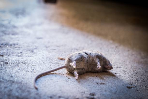 istock Dead mouse on a concrete ground during daytime 1438864831