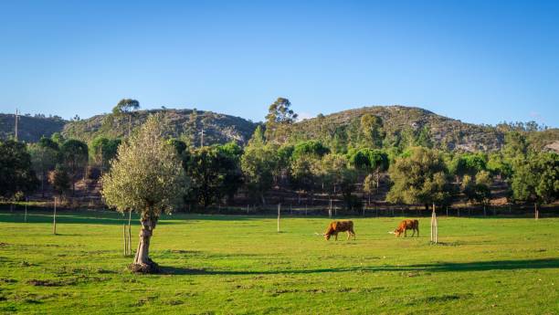 istock Cows grazing in a grassy field surrounded by beautiful green trees during daytime 1438866140