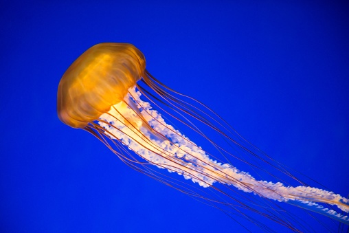 A landscape shot of a yellow jellyfish with a blue background