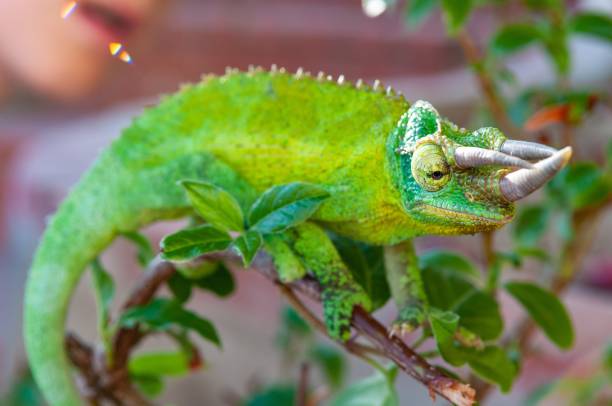 istock Selective focus shot of a green horned chameleon with a blurred background 1438866249