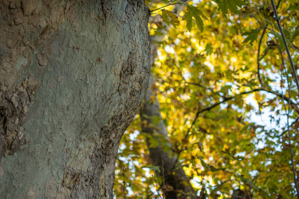 осень на верхушках деревьев - valley oak стоковые фото и изображения