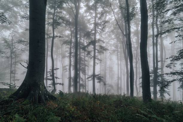 istock Fern in a misty forest 1438866550
